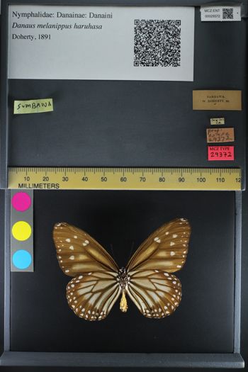 Media type: image;   Entomology 29372